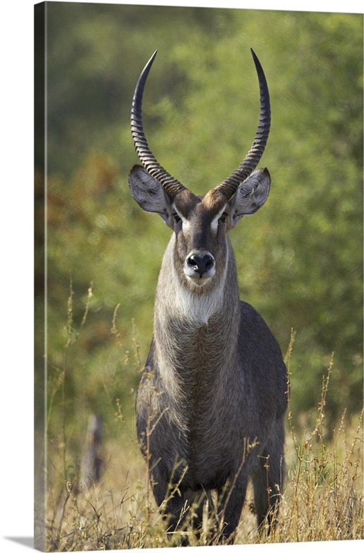 Male common waterbuck, Greater Limpopo Transfrontier Park, Africa Wall ...