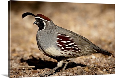 Male Gambel's Quail scratching for food, Henderson, Nevada