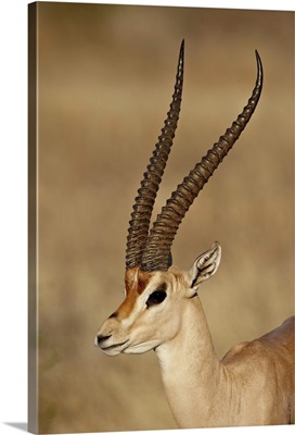 Male Grant's gazelle, Samburu National Reserve, Kenya, Africa