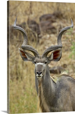 Male greater kudu, Kruger National Park, Africa