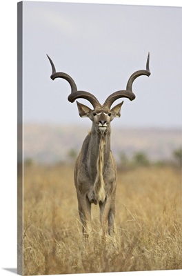 Male greater kudu, Kruger National Park, South Africa