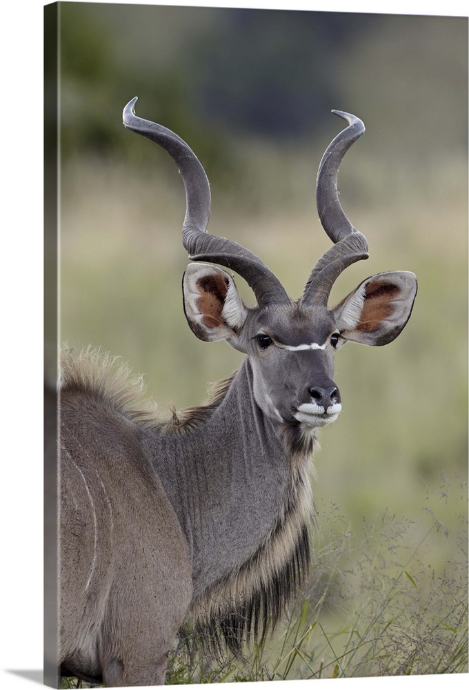 Male greater kudu, Mountain Zebra National Park, South Africa