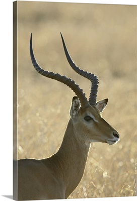 Male impala, Masai Mara National Reserve, Kenya, Africa