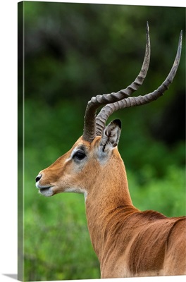 Male Impala, Ndutu, Ngorongoro Conservation Area, Serengeti, Tanzania