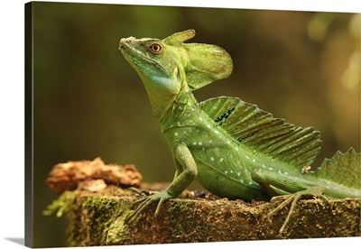 Male Jesus Christo Lizard, Costa Rica