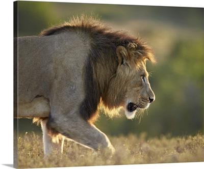 Male Lion, Addo Elephant National Park, South Africa