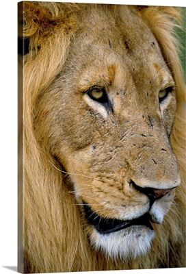 Male lion (Panthero leo), Kruger National Park, South Africa, Africa