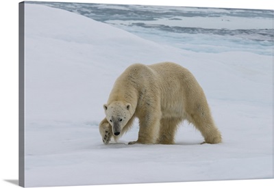 Male Polar bear walking on pack ice, Svalbard Archipelago, Norway, Scandinavia