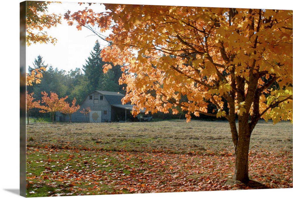Maple trees in full autumn color and barn in background, Vashon Island, Washington State