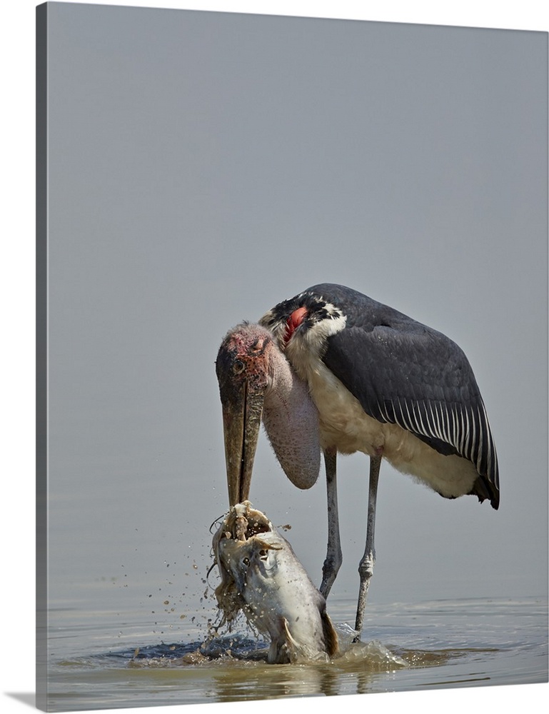 Marabou stork feeding on a vundu, Selous Game Reserve, Tanzania