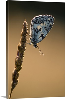 Marbled White Butterfly, Adult Roosting On Grass, In Meadow Habitat, Kent, England