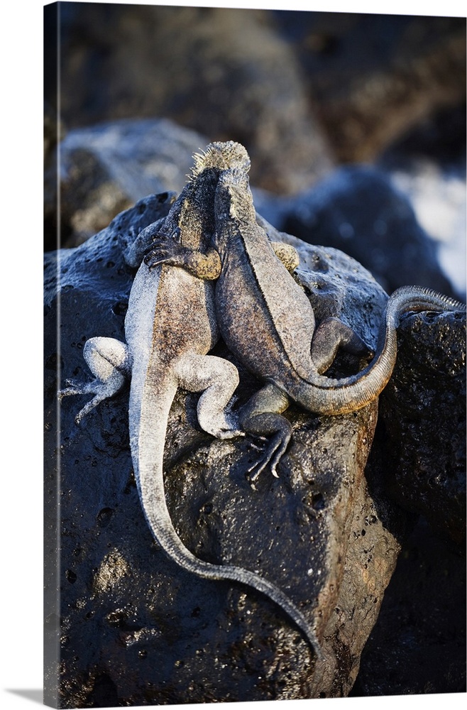 Marine Iguana (Amblyrhynchus cristatus), Turtle Bay, Isla Santa Cruz, Galapagos Islands, UNESCO World Heritage Site, Ecuad...