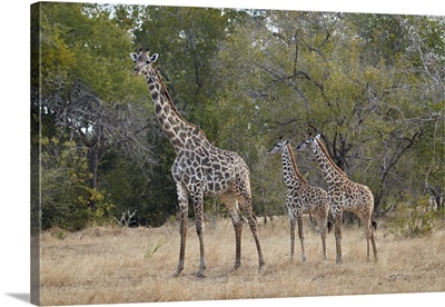 Masai giraffe, adult and two juveniles, Selous Game Reserve, Tanzania