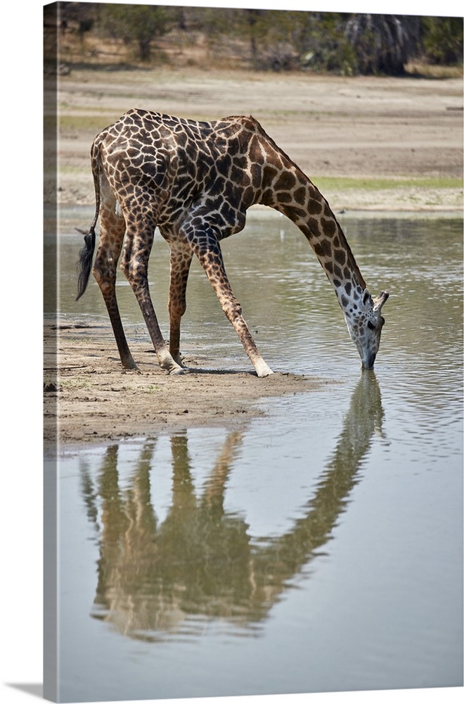 Masai giraffe drinking, Selous Game Reserve, Tanzania