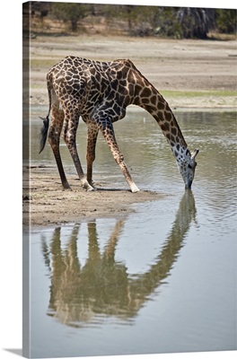 Masai giraffe drinking, Selous Game Reserve, Tanzania