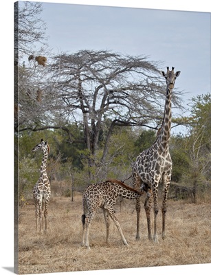 Masai giraffe nursing, Selous Game Reserve, Tanzania