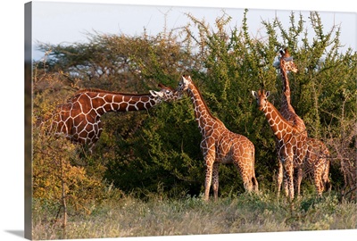 Masai giraffe, Samburu National Reserve, Kenya, East Africa, Africa
