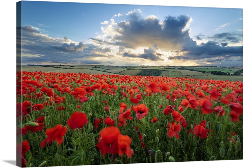 Mass of red poppies growing in field in Lambourn Valley at sunset, East Garston, West Berkshire, England, United Kingdom, ...