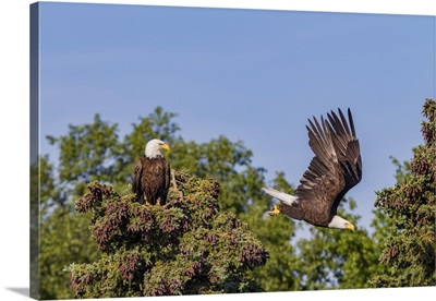 Mated Bald Eagle Pair On Nest Near The Brooks River, Katmai National Park, Alaska