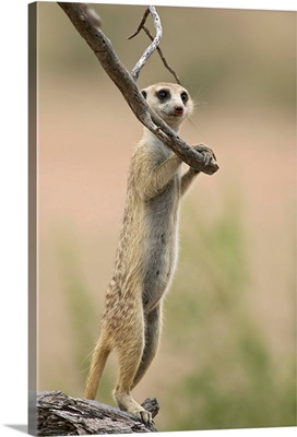 Meerkat or suricate standing guard duty, Northern Cape, Africa