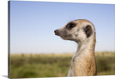 Meerkat  sentinel, Kalahari Meerkat Project, Van Zylsrus, Northern Cape, Africa
