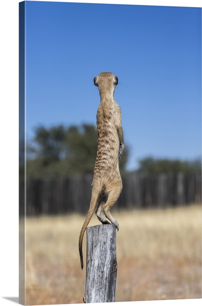 Meerkat (Suricata suricatta) sentry, Kgalagadi Transfrontier Park, Northern Cape, South Africa, Africa