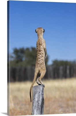 Meerkat Sentry, Kgalagadi Transfrontier Park, Northern Cape, South Africa, Africa