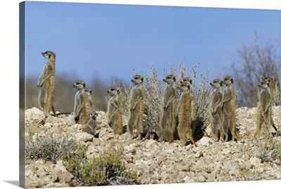 Meerkats, Kalahari Gemsbok Park, South Africa, Africa