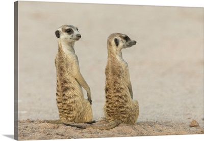 Meerkats (Suricata Suricatta), Kgalagadi Transfrontier Park, South Africa, Africa