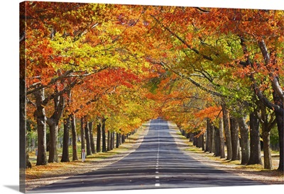 Memorial Avenue In Autumn, Mount Macedon, Victoria, Australia, Pacific