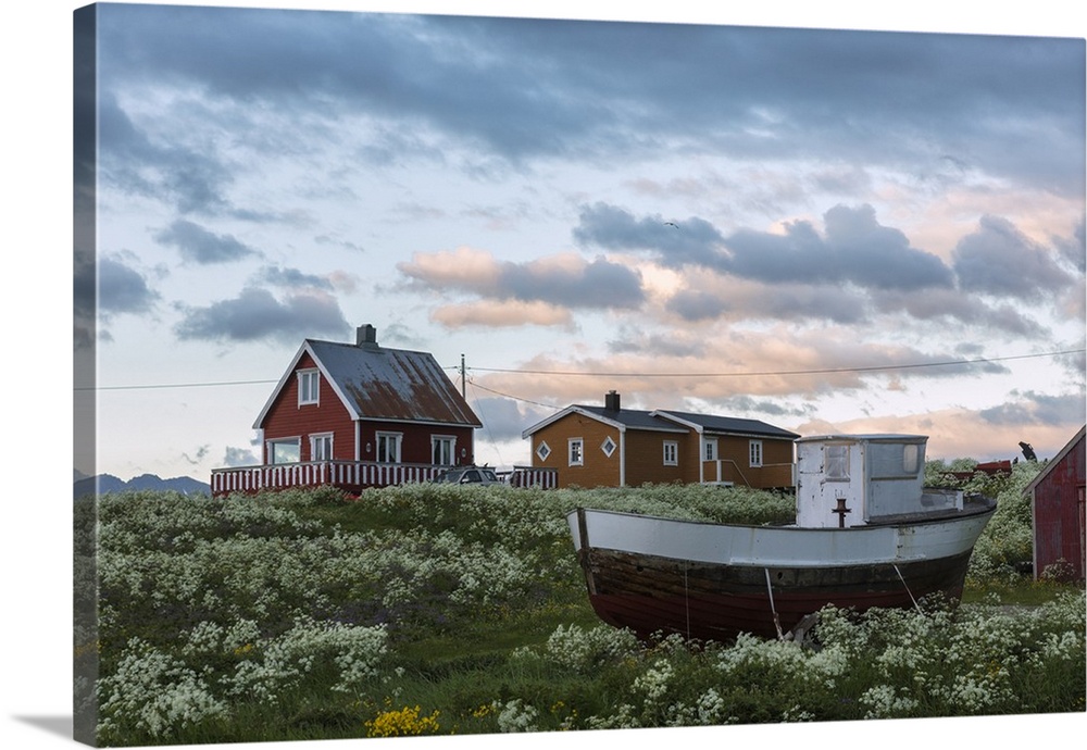 Midnight sun on the wooden houses called rorbu surrounded by blooming flowers, Eggum, Vestvagoy, Lofoten Islands, Norway, ...