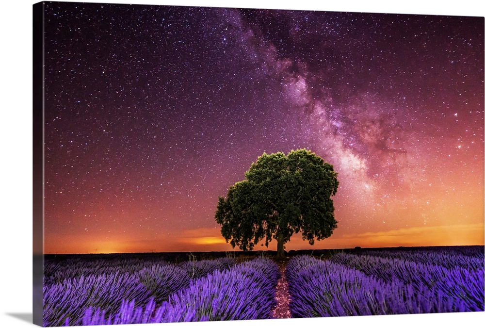 Milky Way over a lavender field in Guadalajara province, Spain