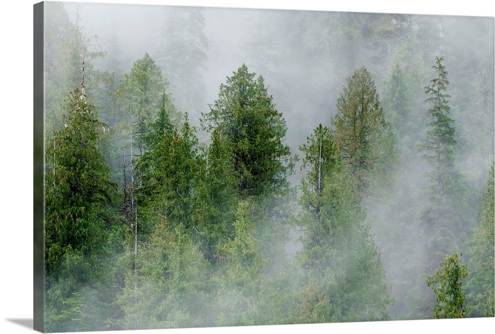 Mist covered pine trees in Great Bear Rainforest, British Columbia