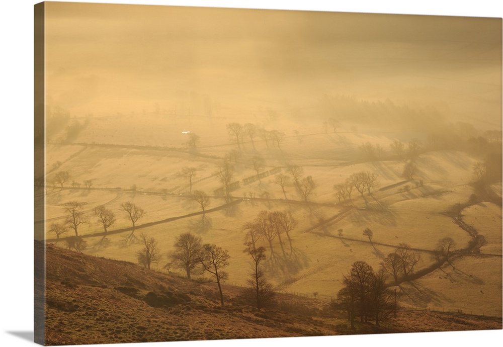 Misty and frosty sunrise over skeletal trees and fields dotted with sheep in winter, Castleton, Peak District, Derbyshire,...