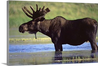 Moose, Yellowstone National Park, Wyoming