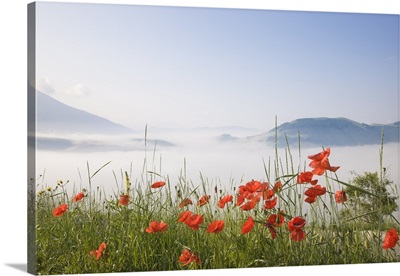 Morning fog, Castelluccio di Norcia, Highland of Castelluccio di Norcia, Umbria, Italy