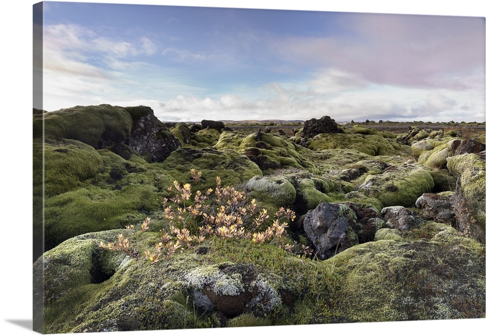 Moss heath vegetation on lava boulder field, South Iceland, Polar Regions