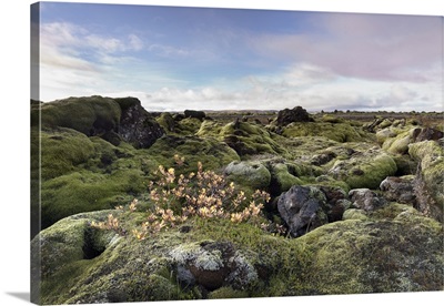 Moss heath vegetation on lava boulder field, South Iceland