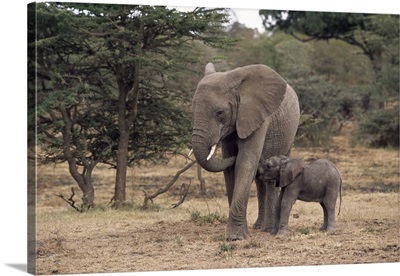 Mother and baby African elephant, Kenya, East Africa, Africa