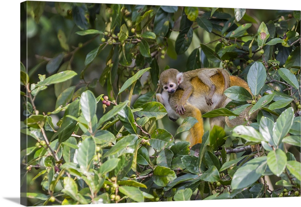 Mother common squirrel monkey (Saimiri sciureus) with infant in the trees on the Nauta Cao, Loreto, Peru, South America