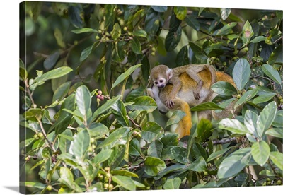 Mother common squirrel monkeywith infant in the trees on the Nauta Cao, Loreto, Peru