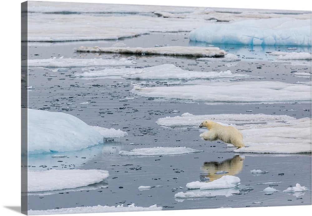 Mother polar bear (Ursus maritimus) leaping from ice floe to ice floe in Olgastretet off Barentsoya, Svalbard, Norway, Sca...