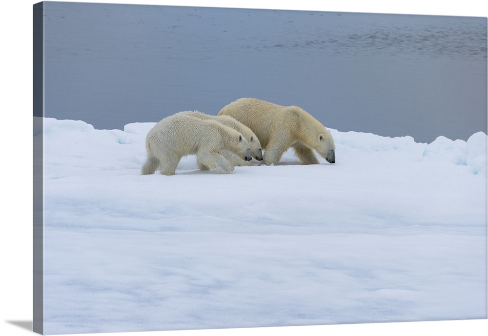Mother polar bear (Ursus maritimus) walking with two cubs on a melting ice floe, Spitsbergen Island, Svalbard archipelago,...