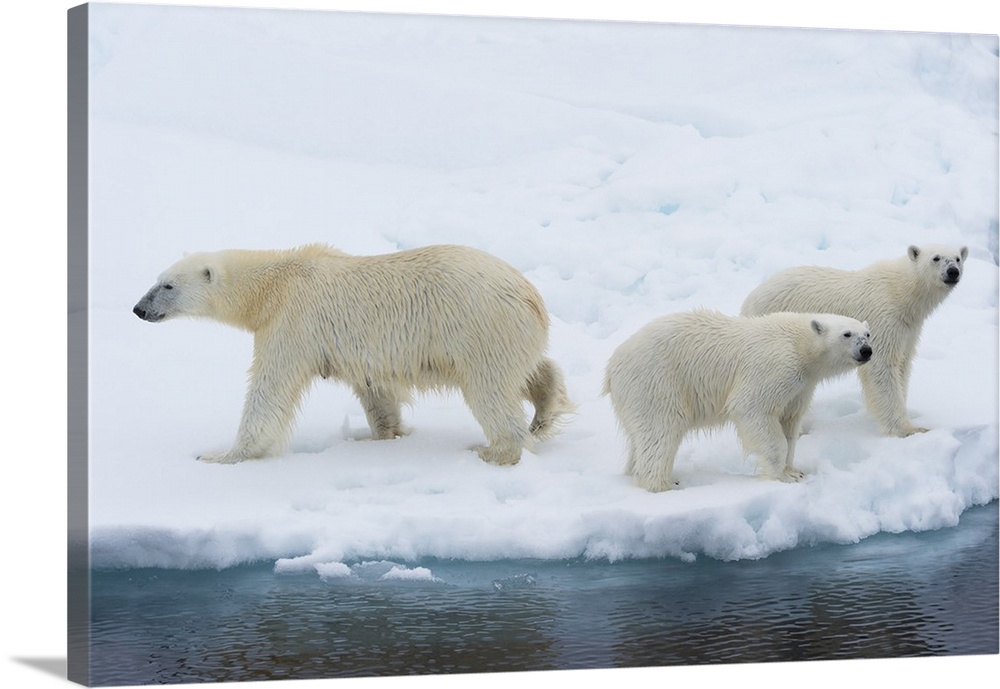 Mother polar bear (Ursus maritimus) with two cubs on the edge of a melting ice floe, Spitsbergen Island, Svalbard archipel...