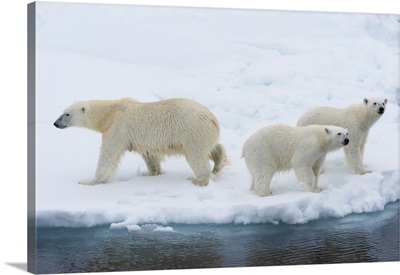 Mother polar bearwith two cubs on the edge of a melting ice floe, Norway