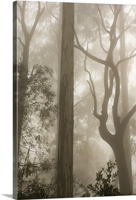 Mountain ash forest and morning fog, Mount Macedon, Victoria, Australia