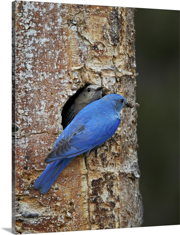 Mountain bluebird (Sialia currucoides) pair at their nest, Yellowstone National Park, Wyoming, United States of America, N...