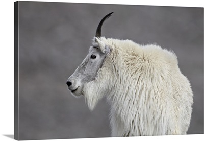 Mountain goat, Mount Evans, Arapaho-Roosevelt National Forest, Colorado