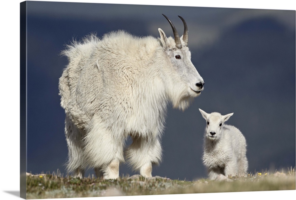 Mountain goat nanny and kid, Mount Evans, Arapaho-Roosevelt National  Forest, Colorado Wall Art, Canvas Prints, Framed Prints, Wall Peels