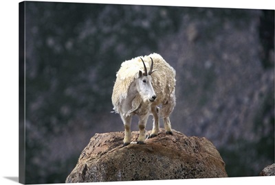 Mountain goat on peak, Mt. Evans, Colorado